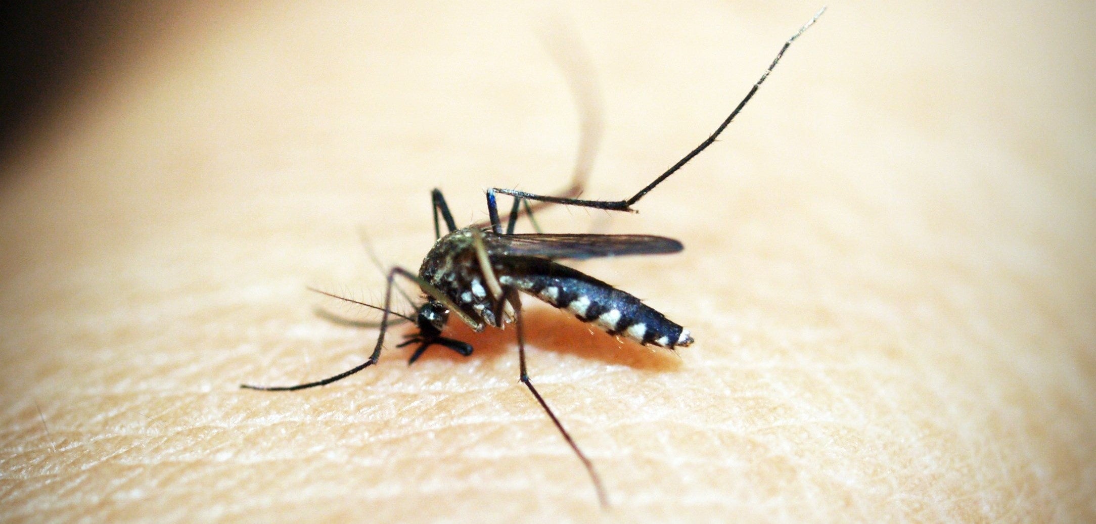 QUE LOS INSECTOS NO ARRUINEN TUS VACACIONES